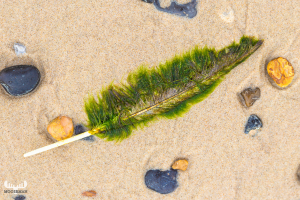 10133 - Overgrown feather at North Sea beach