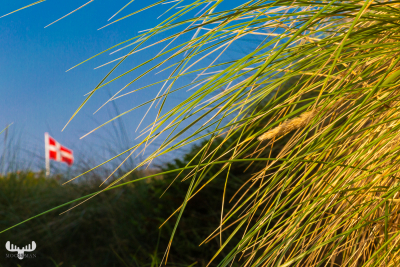 10221 - Beach grass and Dannebrog flag