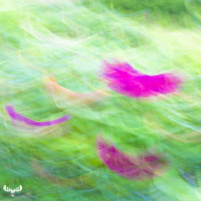 10337 - Flower Art - Rugosa Roses in motion