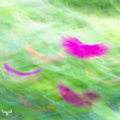 10337 - Flower Art - Rugosa Roses in motion