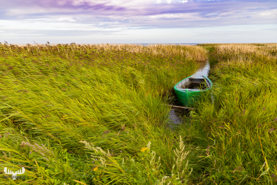 10355 - Green boat in reed belt at Ringkøbing Fjord