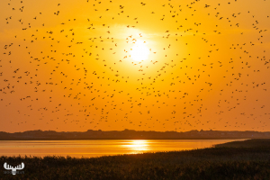 10473 - Sort sol - Starlings gathering over Ringkøbing Fjord