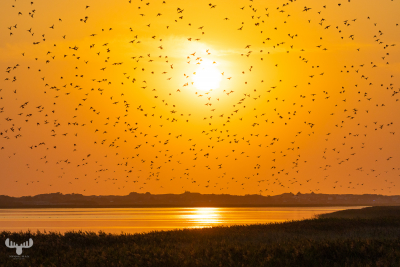 10473 - Sort sol - Starlings gathering over Ringkøbing Fjord