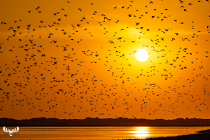 10475 - Sort sol II - Starlings gathering over Ringkøbing Fjord