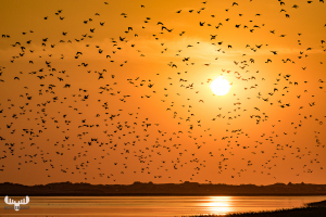 10475 - Sort sol – starlings gathering at Ringkøbing Fjord