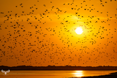 10475 - Sort sol II - Starlings gathering over Ringkøbing Fjord