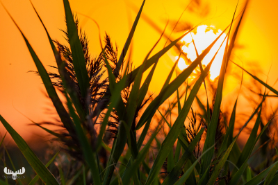 10477 - Sunset behind reed