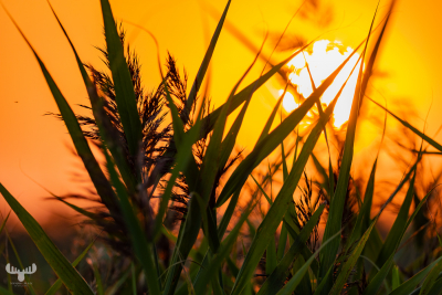 10477 - Sunset behind reed