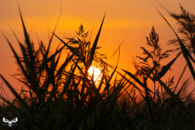 10478 - Sunset behind reed II