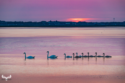 10484 - Swan family on Ringkøbing Fjord