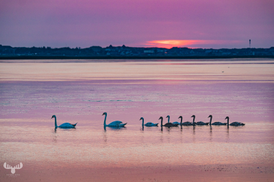 10484 - Swan family on Ringkøbing Fjord