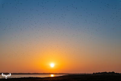 10499 - Sort sol IV - Starlings gathering over Ringkøbing Fjord