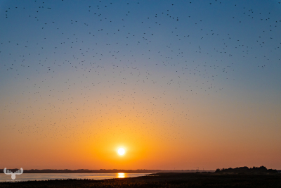 10499 - Sort sol IV - Starlings gathering over Ringkøbing Fjord
