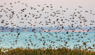 10501 - Sort sol III - Starlings gathering over Ringkøbing Fjord