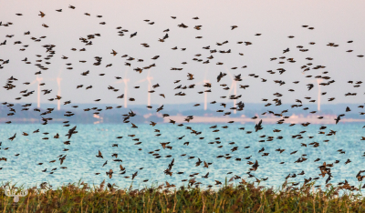 10501 - Sort sol III - Starlings gathering over Ringkøbing Fjord