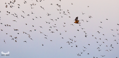 10505 - Sort sol VI - Starlings gathering over Ringkøbing Fjord with predator