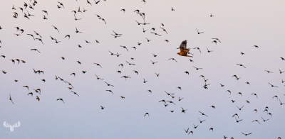 10505 - Sort sol VI - Starlings gathering over Ringkøbing Fjord with predator