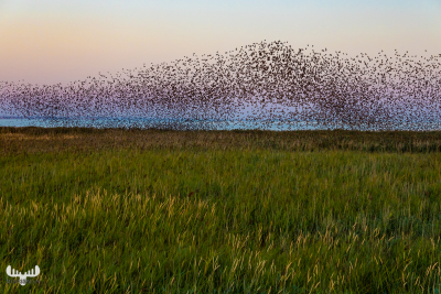 10511 - Sort sol VII - Starlings gathering over Ringkøbing Fjord