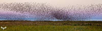10512 - Sort sol V - Starlings gathering over Ringkøbing Fjord