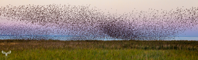 10512 - Sort sol V - Starlings gathering over Ringkøbing Fjord