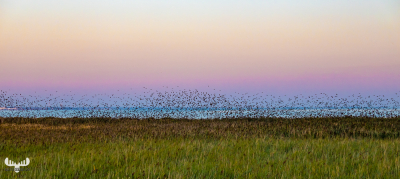 10517 - Sort sol VIII - Starlings gathering over Ringkøbing Fjord