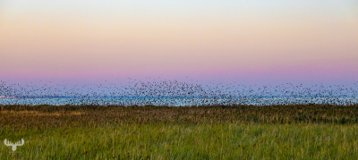 10517 - Sort sol VIII - Starlings gathering over Ringkøbing Fjord