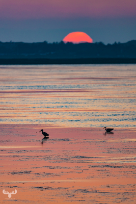 10523 - Herons on Ringkøbing Fjord with low sun behind Søndervig silhouette
