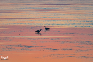 10525 - Herons on Ringkøbing Fjord at sunset