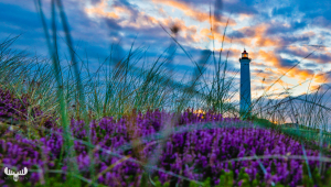 10730 - Nr.Lyngvig lighthouse with heather