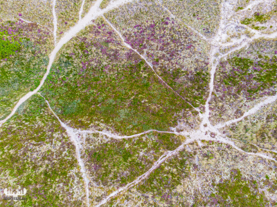 10738 - Nr.Lyngvig heathland from above