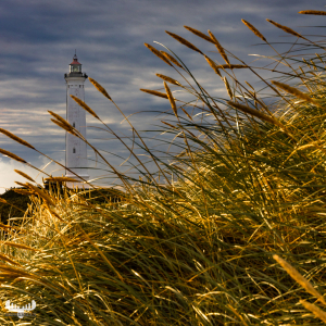 10752 - Nr.Lyngvig fyr lighthouse behind beach grass