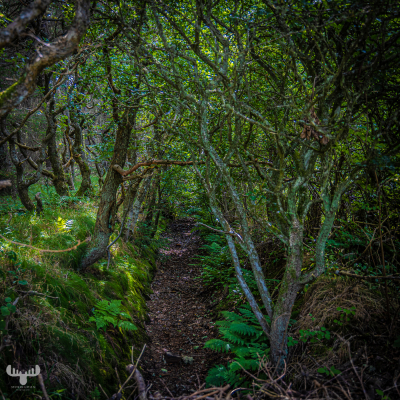 10770 - Forest way