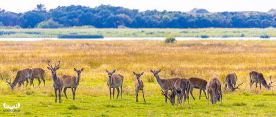 10778 - Kronvildtreservat Elks