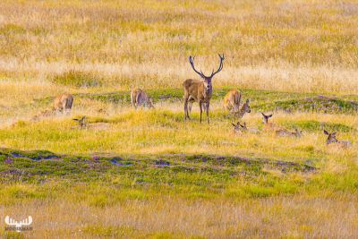 10785 - Kronvildtreservat Elks III