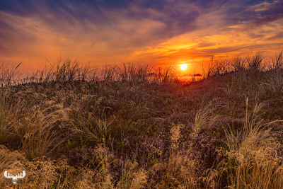 10801 - Sunrise in Nr.Lyngvig heathland