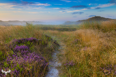 10802 - Nr.Lyngvig heathland in fog