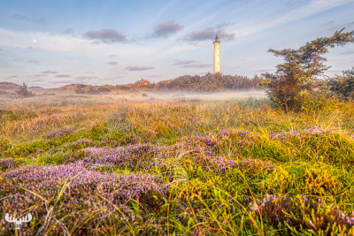 10811 - Nr.Lyngvig fyr lighthouse with fog