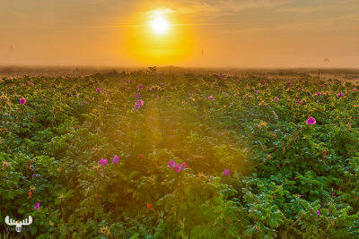 10821 - Rugosa rose in fog at sunset