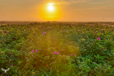 10821 - Rugosa rose in fog at sunset