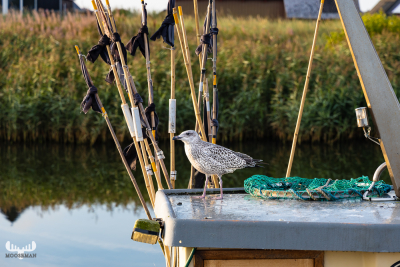 10842 - Gull on boat in Æ Tyskerhavn