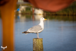 10875 - Gull on a pole in Æ Tyskerhavn
