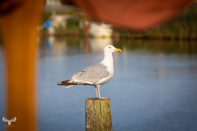 10875 - Gull on a pole in Æ Tyskerhavn