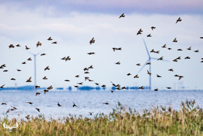 10886 - Sort Sol - Startlings gatheriung at Ringkøbing Fjord II