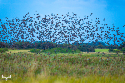 10889 - Sort Sol - Startlings gatheriung at Ringkøbing Fjord III