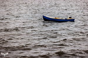 10914 - Gull on boat in Ringkøbing Fjord