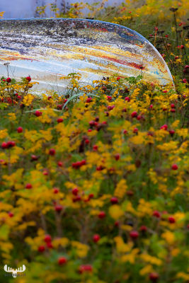 10920 - Rowing boat uspide down in Rugosa roses