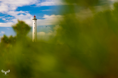 10923 - Nr.Lyngvig fyr lighthouse behind tree branches