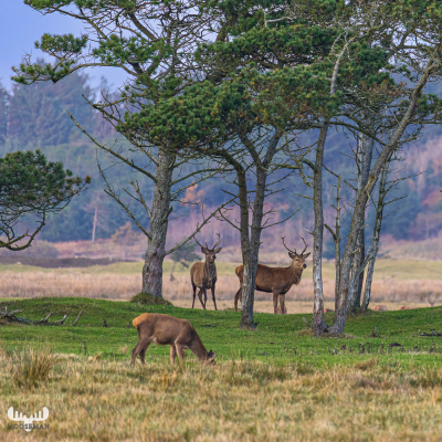 10931 - Kronvildtreservat Elks V