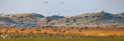 10938 - Geese close to Vest Stadil Fjord
