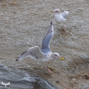 10956 - Gull with crab